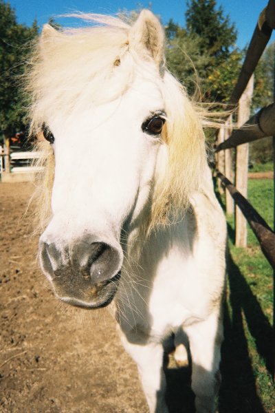 L’écurie du Pignon Blanc - photo 2