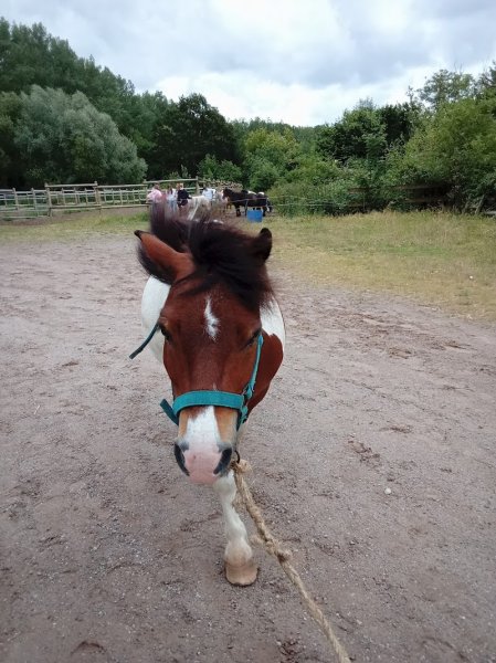 Les Écuries de la Méroise - photo 3