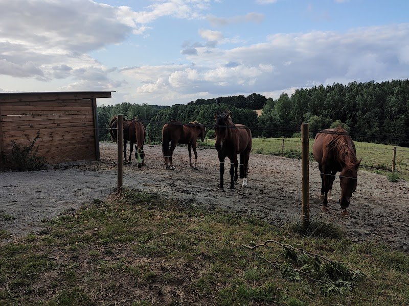 Écurie Horse Wellness - photo 3