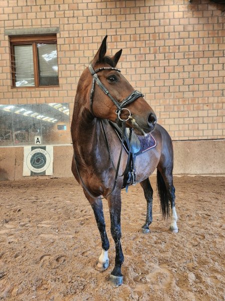 Écuries de la Marache - photo 2