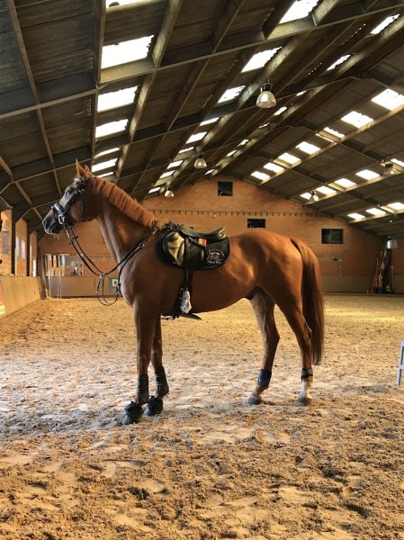 Écuries de la Marache - photo 3