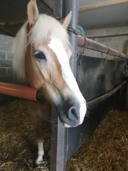Ecurie de Beau-regard