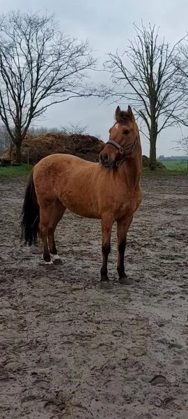 Ecurie de Beau-regard - photo 3