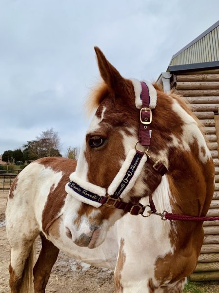 la Laurianne, Ecuries de Noirbernes - photo 3