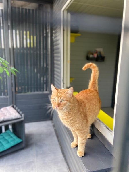 PENSION FÉLINE VIP - photo 1