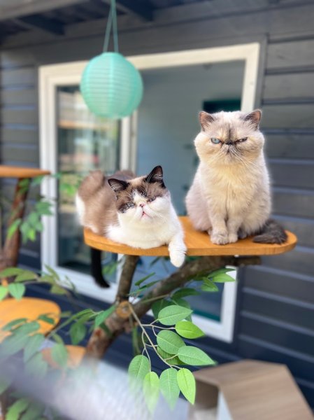 PENSION FÉLINE VIP - photo 2