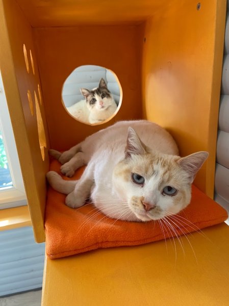 PENSION FÉLINE VIP - photo 3