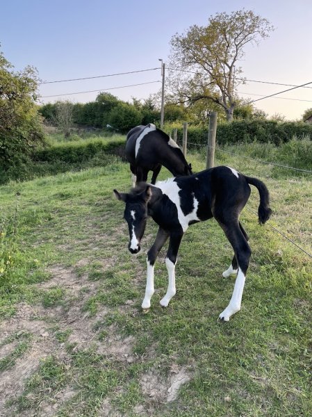 Ecurie de l'Arche - photo 1