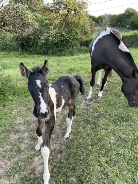 Ecurie de l'Arche - photo 3