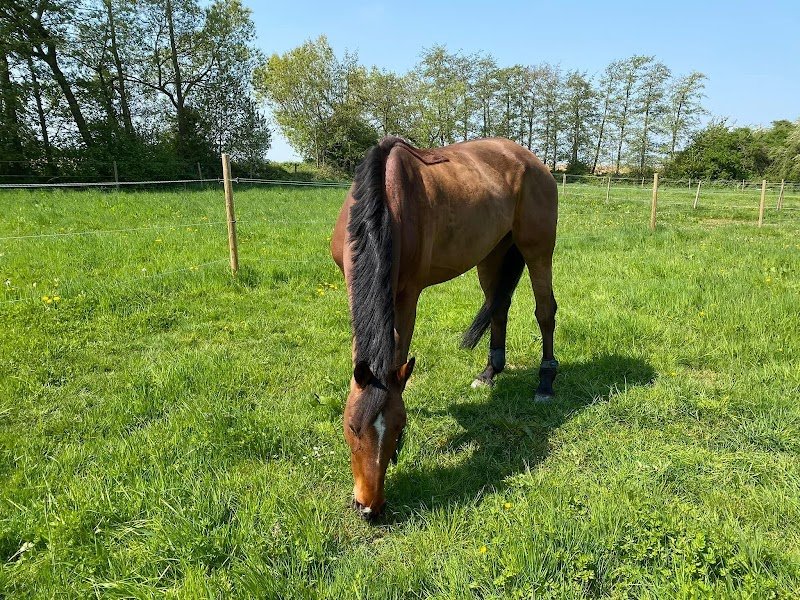 Les Écuries du Lumsonry - photo 3