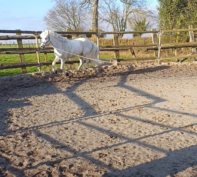 Ecurie Du Manoir - photo 2