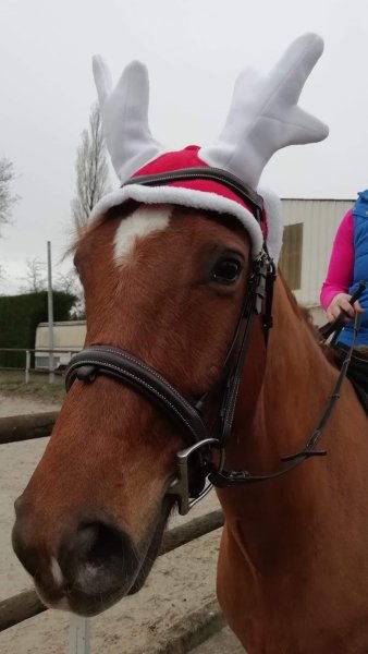 Ecurie Du Manoir - photo 3