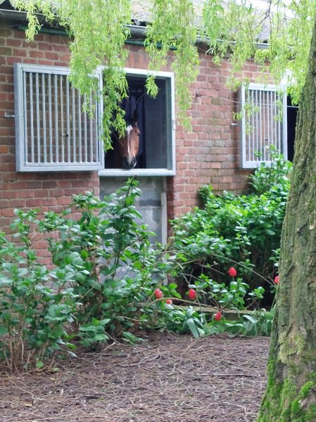 Écurie de Chièvres - photo 2