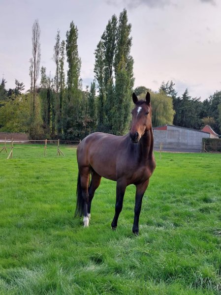 Écurie de Chièvres - photo 3