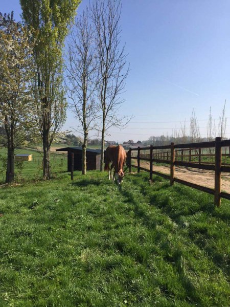 Ecurie privée L'Archonfosse SRL (Frédéric Decroly) - photo 2