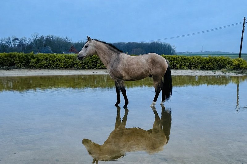Ecuries des Champs (Les)