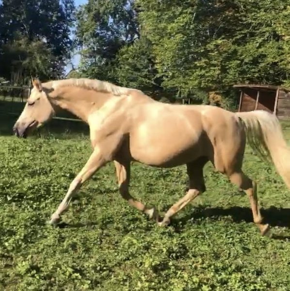 Ecurie Ginkgo - photo 1