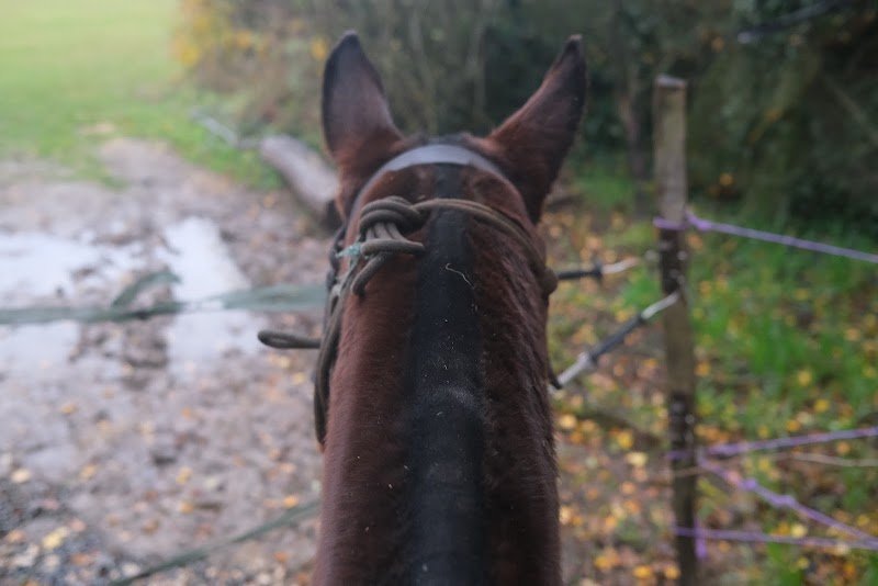 Balades À Cheval À Chantilly - photo 3