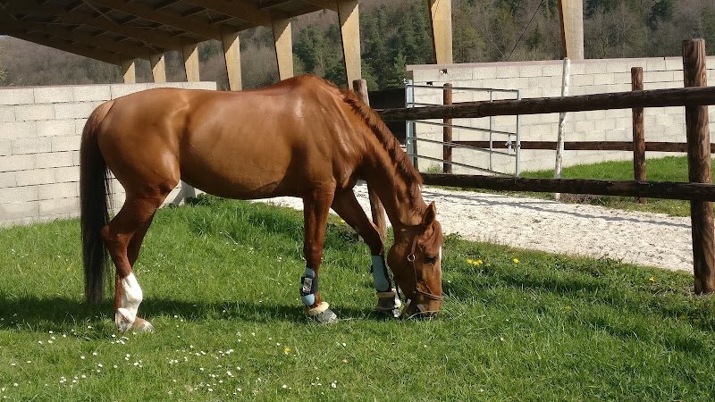 Ecurie Gabriel Petit - Ecurie oise - photo 2