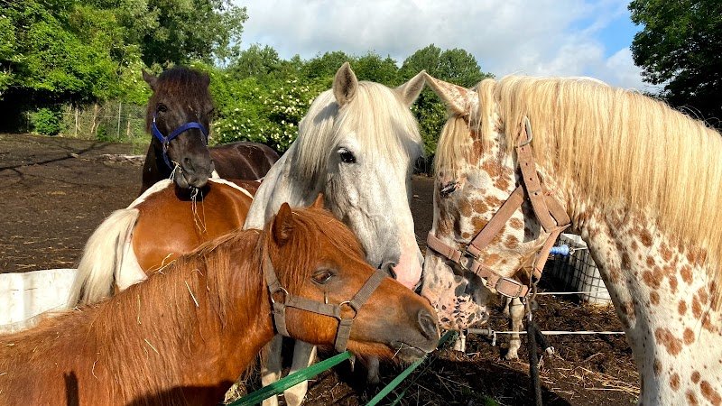 ECURIES DE BAILLEVAL - photo 3