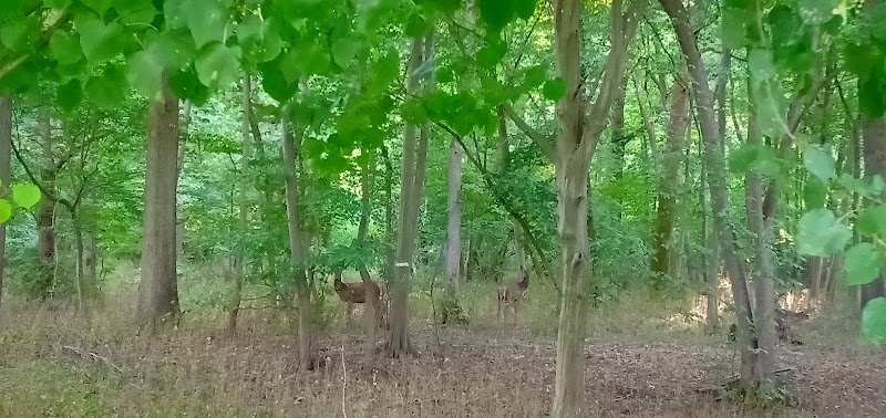 Club Hippique Gally River