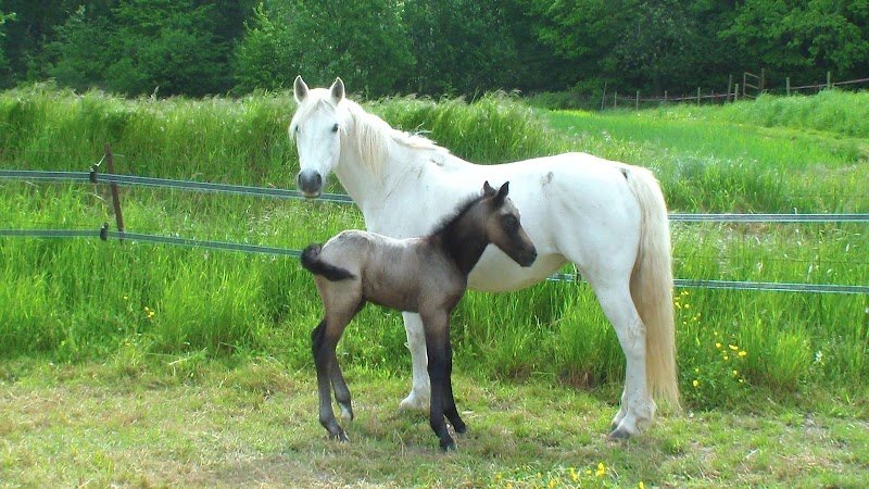 Ecurie de Matt - photo 1