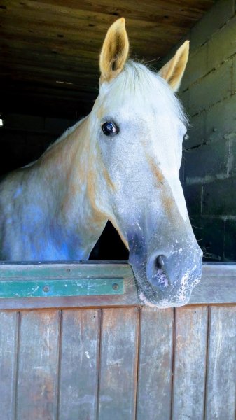 Ecuries de Saint-Ladre - photo 1