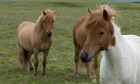 Centre Equestre de Chambly - photo 1