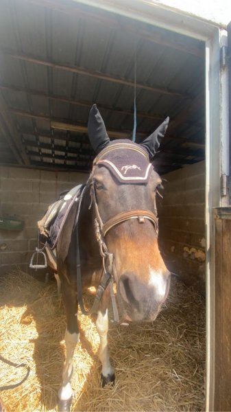 Les Écuries de Captain'Brown - photo 2