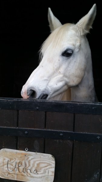 Les Écuries de Captain'Brown - photo 3