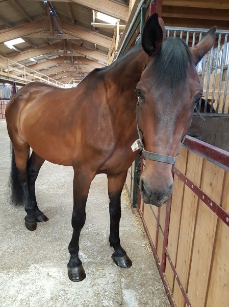 Les Ecuries du Transloy