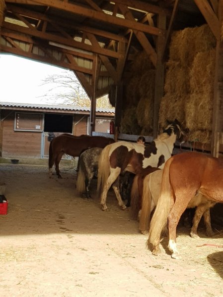 Aurélie Demontreuille - Les ecuries de la breche - photo 3
