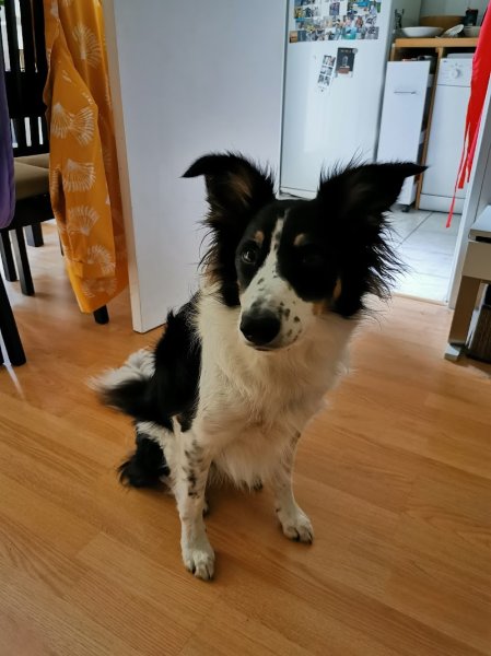 Les Ecuries du Conti Toutou par Minou - photo 1