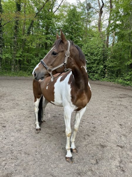 Centre Équestre du Marais - photo 3