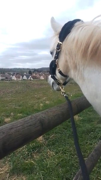 Poney Club Saint Jones