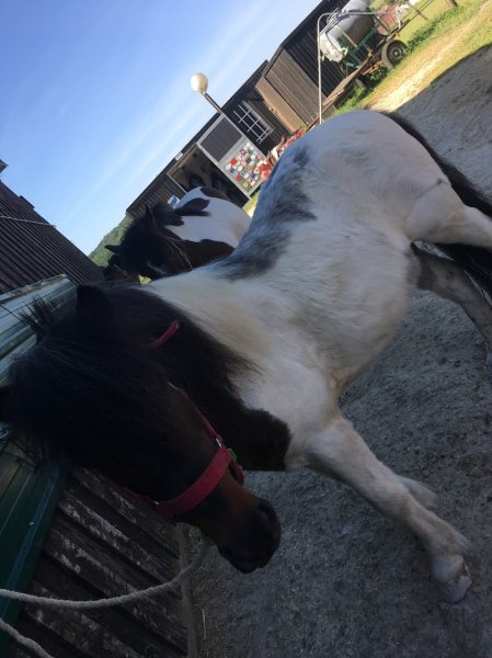 Poney Club Saint Jones - photo 3