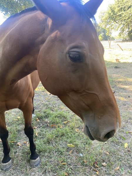 Poney-Club de Nanteuil - photo 2