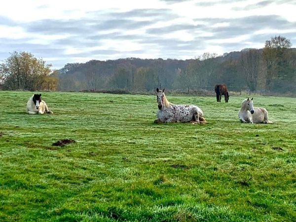 Ecuries Heinola - photo 3