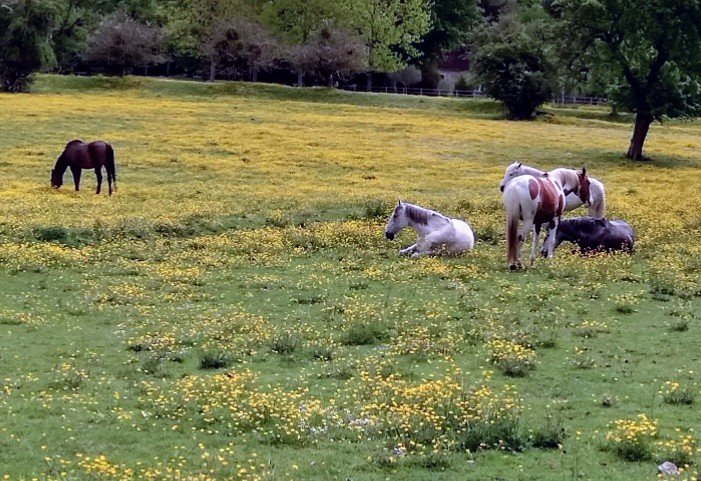 Écuries du Boulleaume - photo 3