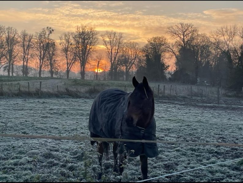 Écurie As des Pins - photo 3