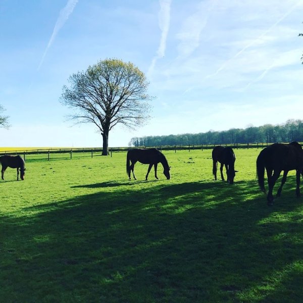 Au Pré des Chevaux - photo 1