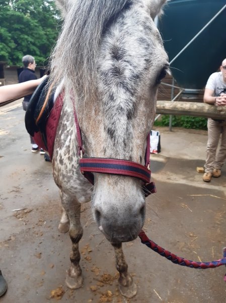 Les Chevaux D'agnetz