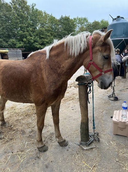 Les Chevaux D'agnetz - photo 3
