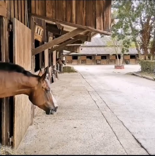 VSH Stables - photo 2