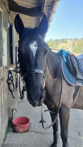 Centre Équestre Du Mai - photo 1