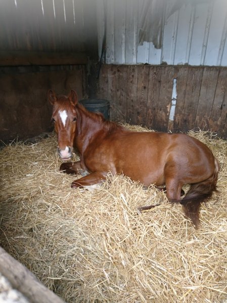 Centre Équestre Du Mai - photo 2