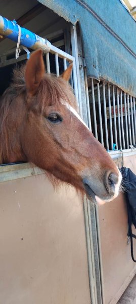Centre Équestre Du Mai - photo 3