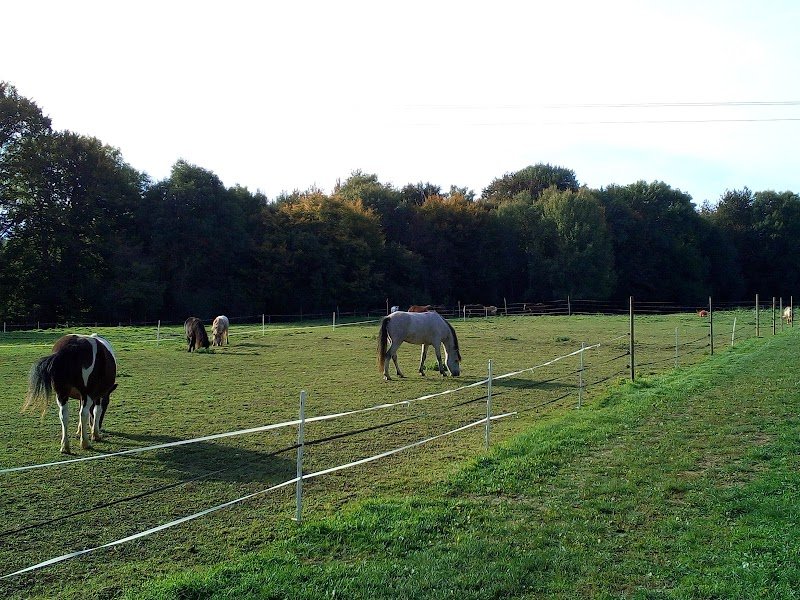LE BUISSONNIER Centre Équestre - photo 3