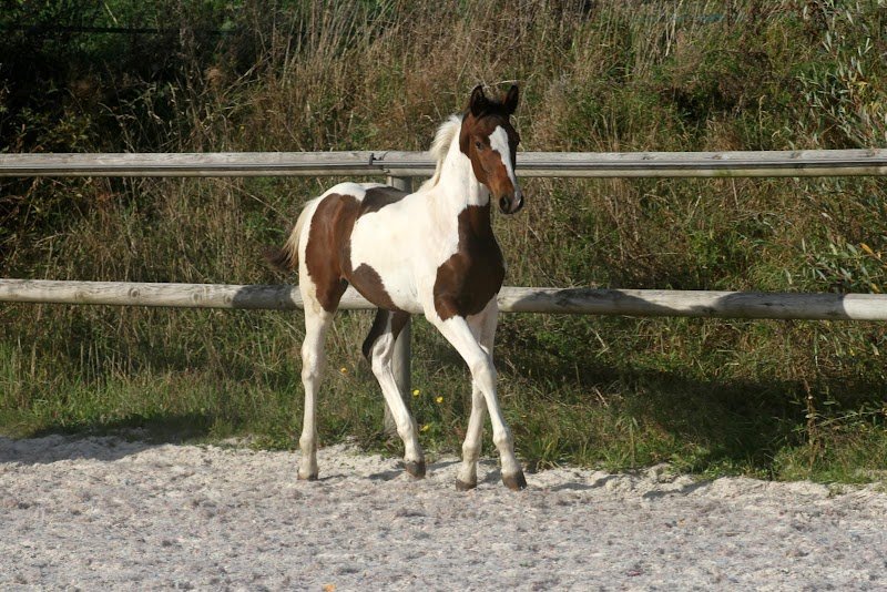 Haras d’Einalem - photo 2