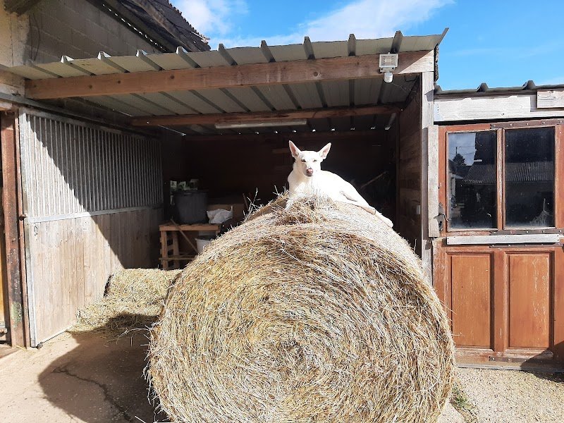 Les Ecuries Du Mesnil David - photo 1
